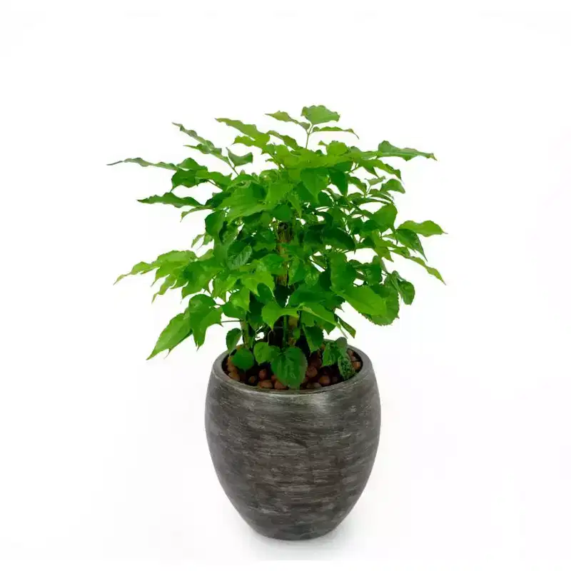 Smart Self-Watering Planter, ABS Round Pot with Terra Cotta Painting, Automatic Watering for Indoor & Outdoor - Gray Wash